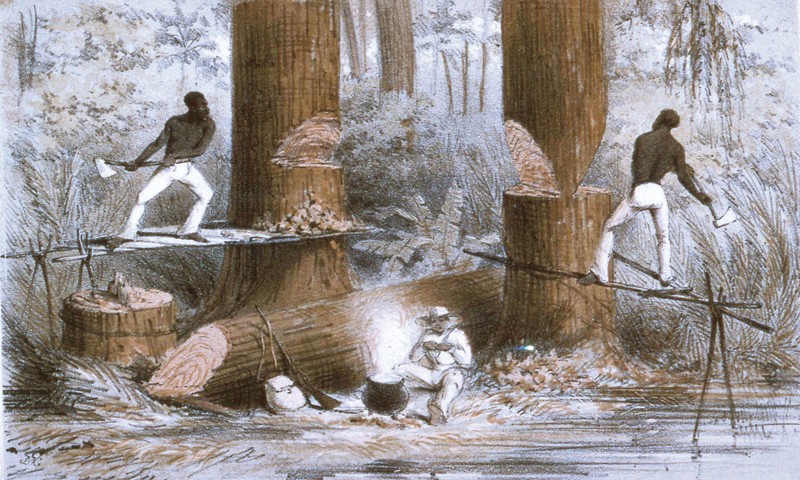 1850 metų, J. McGahey litografija vaizduojanti centrinėje Amerikoje kertamus raudonmedžius.